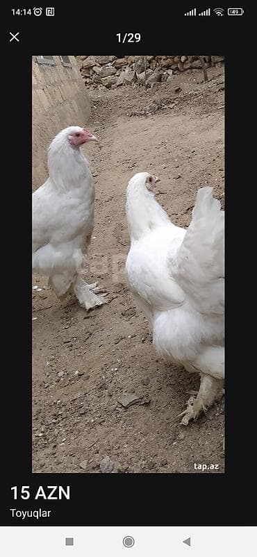 Məhsul: Toyuqlar - Cins: Brahma tipli (ağ, qara və gümüşü rənglərdə)