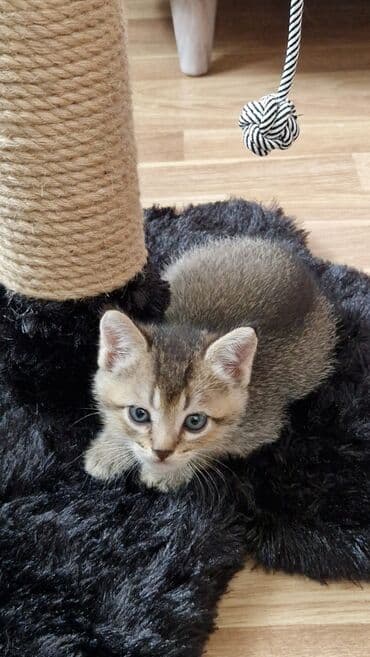 золотая шиншилла котенок: Britan, Dişi, Yaxşı əllərə — 6