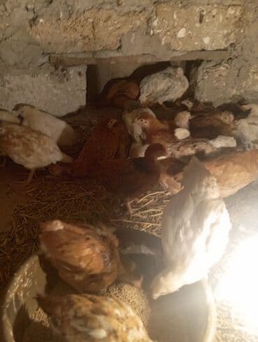 fireng toyugu: Toyuq, Australorp, Damazlıq, Ünvandan götürmə, Ödənişli çatdırılma, Rayonlara çatdırılma — 4