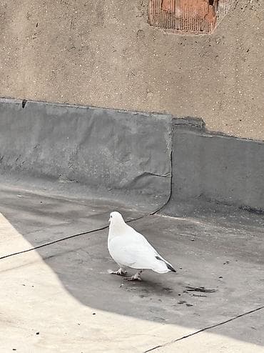 Dünən tutmuşam bu heyvanı Oynaq quşdu mayadı İstəyən əlaqə saxlasın — 2