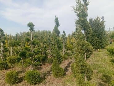 пластмассовый бак для воды купить: Her növ ağaclar ve dekarativ ağaclar çox ucuz ve qarantili gubresiz — 22