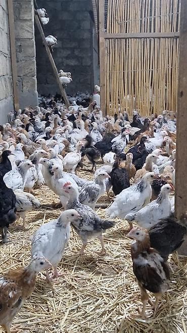 Digər heyvanlar: Toyuq cücələri, Ətlik — 1