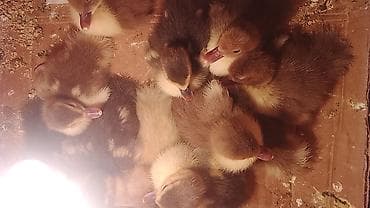 Pişiklər: Krasnadar .Macar lavanda ördek balasi — 2