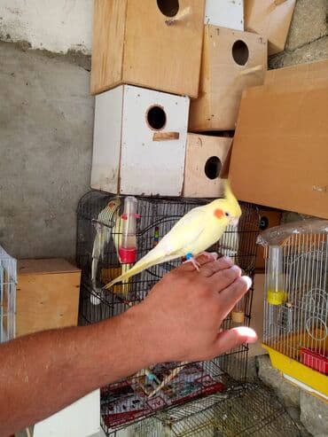 Nimfa (cockatiel) papağanı - Növ: Nimfa (Nymphicus hollandicus) -