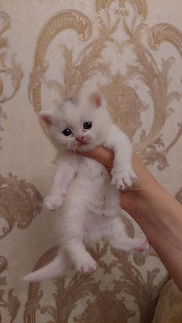 Şotland, Dişi, Ödənişli çatdırılma, Ünvandan götürmə