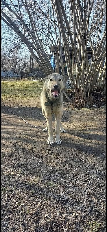 serebrist toyuqlar satılır: Qafqaz çoban iti, 2 il, Erkek — 2