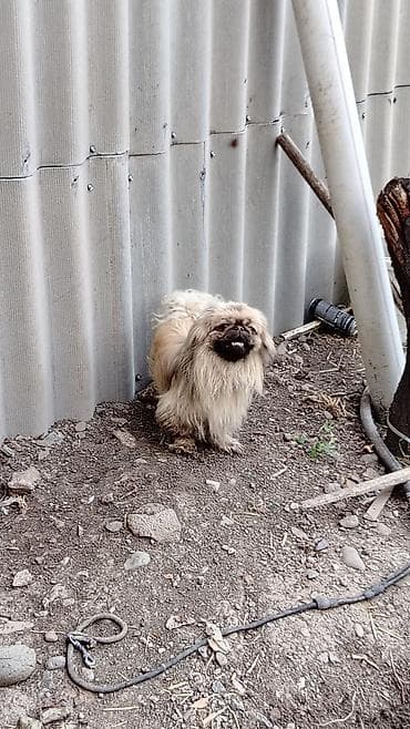 xaski gence: Pekines, 2 il, Erkek, Peyvəndli — 2