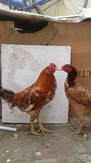 xoruz otu: Toyuq, Damazlıq — 5