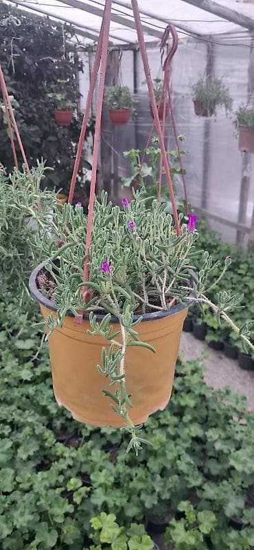 rozmarin bitkisi: Asıl asılan saksıda ətli bitki – Succulent (Delosperma/“Ice plant” — 3