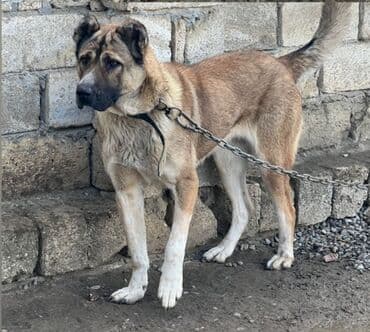 it şəkiləri: 3 il, Dişi, Ünvandan götürmə — 1