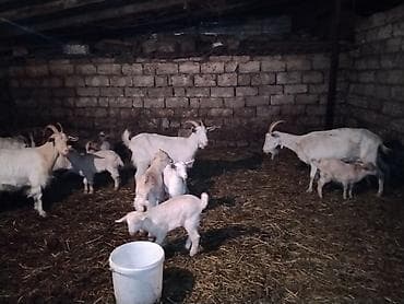 rus keçisi: Sağlam Sani keçiləri satılır 7 ana keçidi 11 çəpişdi 1 Erkey cəmi 19 — 2