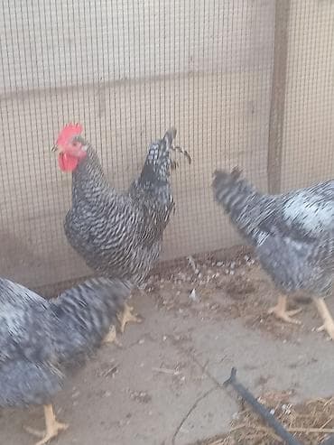 itlerin satisi: Toyuq, Damazlıq — 3