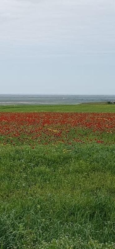 аренда земельных участков сельскохозяйственного назначения: 282 соток, Для сельского хозяйства, Собственник, Купчая — 3