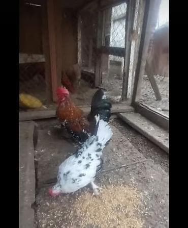 zaqatalada keci satilir: Cüt yaponka fərəsi yumurtayır. Fikri ciddi olan yazsin videosun atım — 1