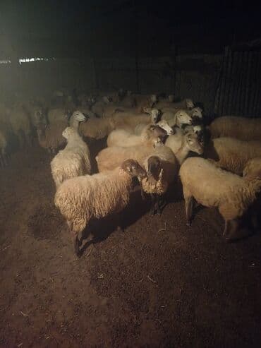 erkey quzu: 58qoyun 18 dogub 8 10 kilolug quzları var altında super 22dene togldu — 5