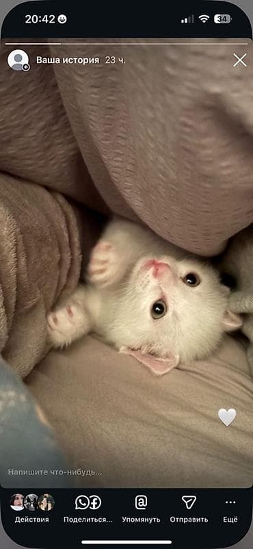 pisik tualeti: Yaxşı əllərə — 2