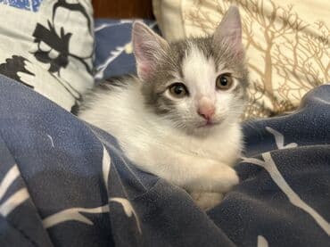 купить кота в баку: Самка, В добрые руки — 1