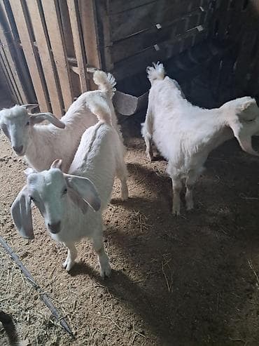 Mal-qara: Salam. 3 ayliq erkek Saanen rus keci balalari satilir. Saglam — 2