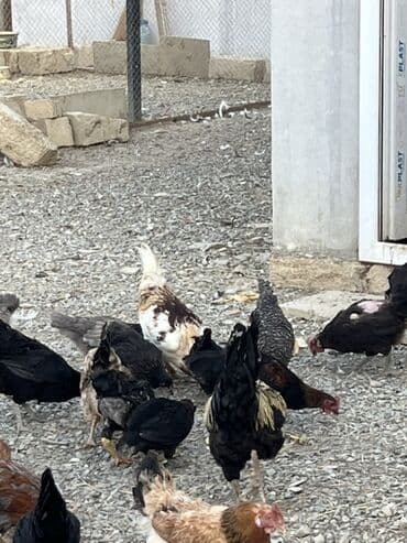 cücə və xoruz: Toyuq, Australorp, Brama, Damazlıq, Ünvandan götürmə — 23