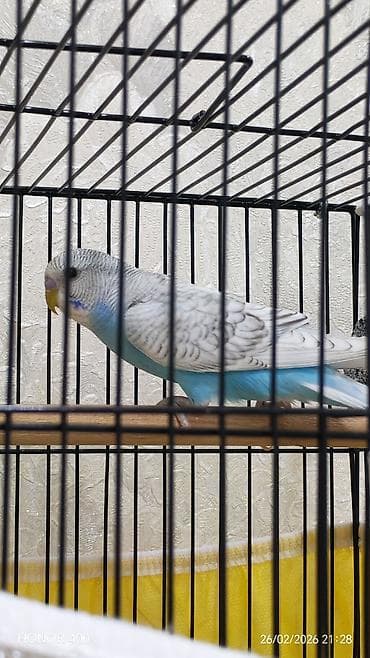 Gəmiricilər: Valnitsi tutuquşulardi bala quşlardi sari quş digərlərindən — 3