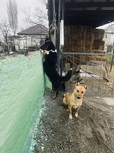 arpa bugda satisi: Zvanok küçüklər satılır Balaca it balaları – qarışıq cins - 2 balaca — 5