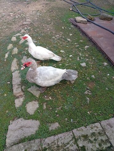 yuxuda ördek balası görmek: Satılır: 8 aylıq lal ördəklər. cütü 75₼. Ünvan: Maştağa (vişnyovka) — 1