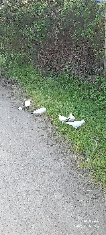 lal ordek satilir: Ağ güvercinlər – dekorativ və uçuş üçün - Rəng: qar kimi ağ, bir — 3