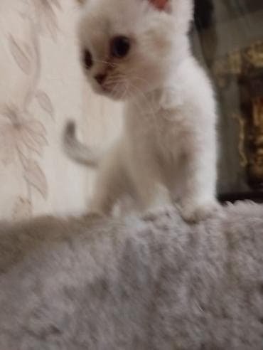 pisik britan: Britan, Erkək — 6