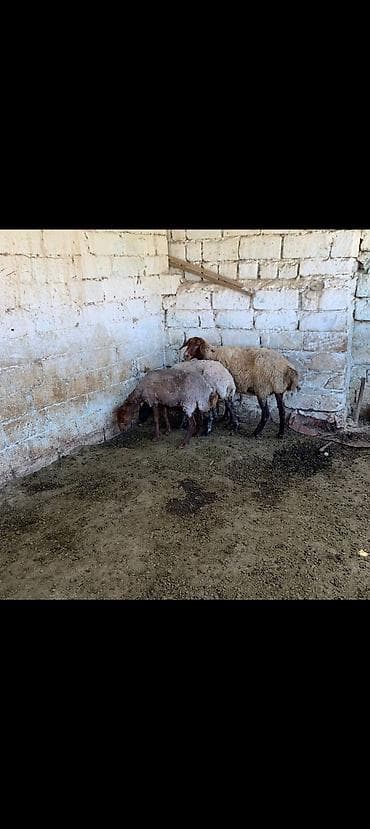 qoca qoyun: 3 baş qoyun satılır istəyən olsa yazsın videosunu atım baxın real — 4