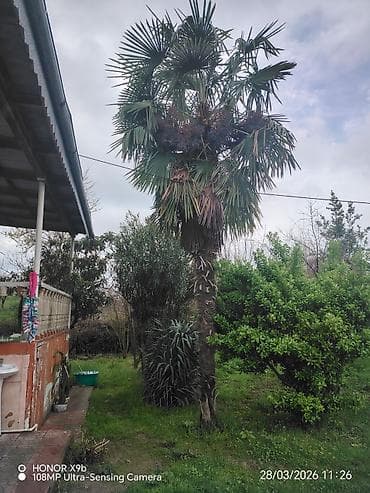 suni ağac: Satılır: Yetkin, hündür dekorativ palma ağacı — 1