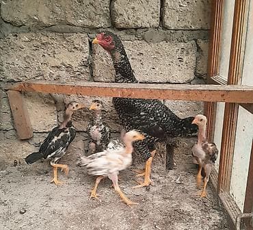 Quşlar: Heyratı ailəsi satılır. 1 ana 5 bala, ana 1yaş 5 aylıq, balalar 2 — 5