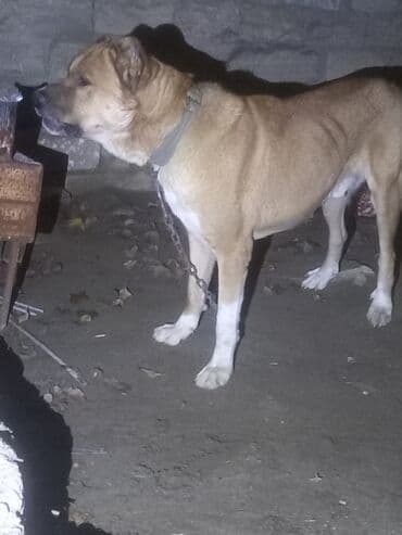 itlə barter: Peyvəndli — 5