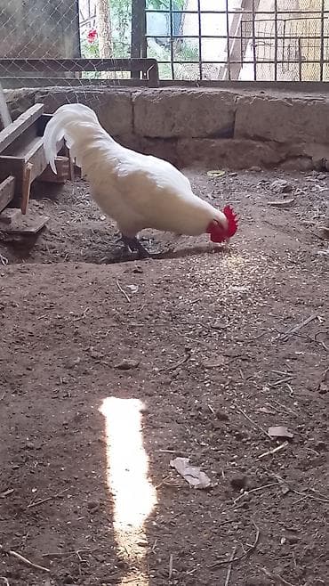 yarasa yuvasi: Ağ Afstralop.barter var 3 eded arginal 1ayliq lavanda zumrud okuzu — 2
