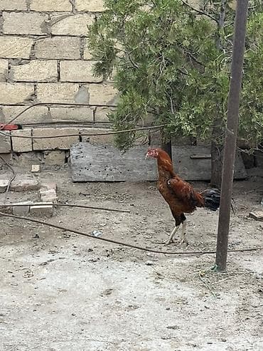 Məhsul: Xındı (oyun tipli) xoruz Təsvir: - Uzunboylu, yığcam gövdəli