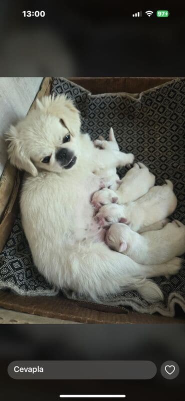 мейн кун купить в баку: Pekines, Ünvandan götürmə — 6