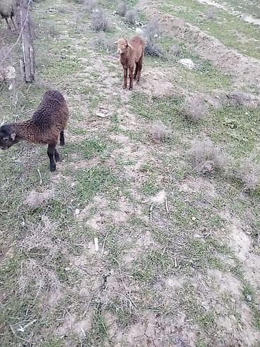 quru corek: Qoyun quzuları – yerli cins - Şəkillərdə iki baş quzu görünür: biri — 3