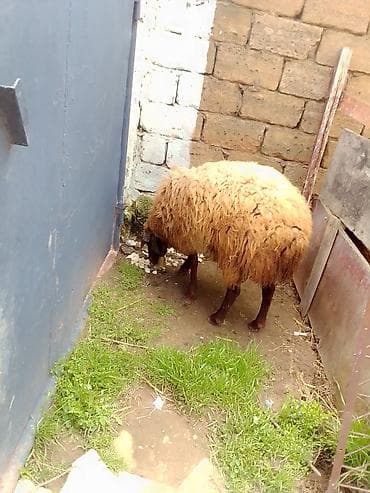 lalafo.az atlar: Erkey toğulu satılır istəyən olsa yazsın video sun atım baxın real — 9