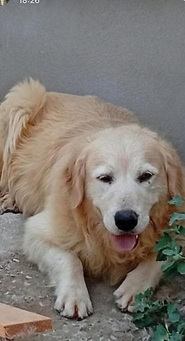 İtlər: Retriever, 4 il — 1