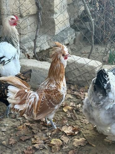 Portagal Fizan 6 aylıq xoruz