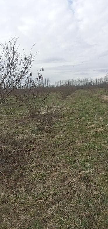 torpaq qobuda: Kənd təsərrüfatı, Kommunal xətlər qoşulmayıb — 4