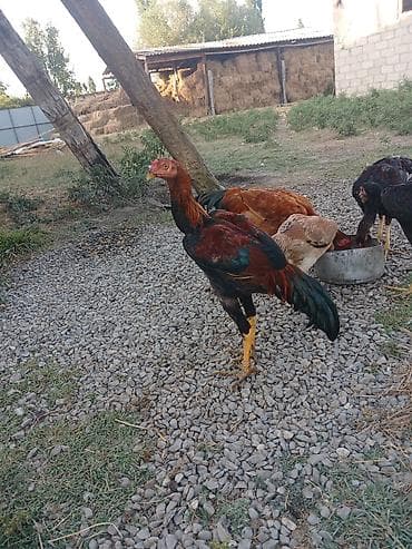 Cinsi: Uzunboyun, hündür ayaqlı yerli döyüş tipli xoruz Rəngi