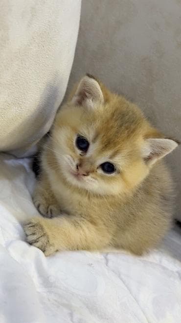 pişiy: Britan — 2