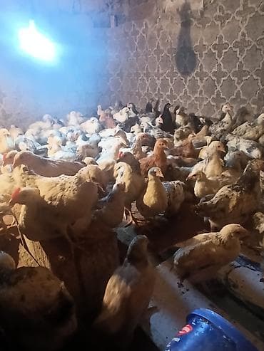 toyuq: Toyuq cücələri, Ətlik — 8