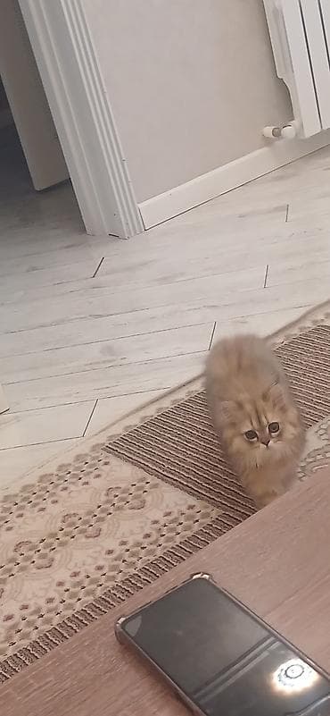 dekorativ quslar: Britan, Dişi, Ünvandan götürmə — 10