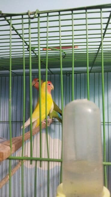 məhəbbət quşu qiyməti: 3ədəd nerazlucnik sari dişidi 9 ayliqdi yaşillarda 9 ayliqdi qəfəs — 1