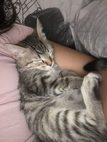 породистые котята даром: Британская, Самка, В добрые руки, Самовывоз — 2