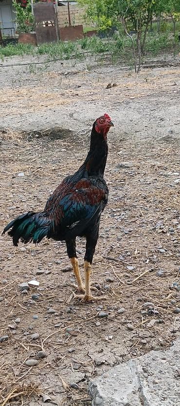 8 ayliq bece satilir qiymətde cuzi endirim olacaq ciddi alicilar