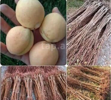 Çöl bitkiləri: Abrikos (ərik) tingləri – şirin, ətirli, iri meyvəl sort - Məhsul — 1