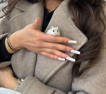 Gəmiricilər: Ağ Hamster satılır. 20-25 günlükdür. qəfəsi,yem su qabı,fırlanan çarxı — 3