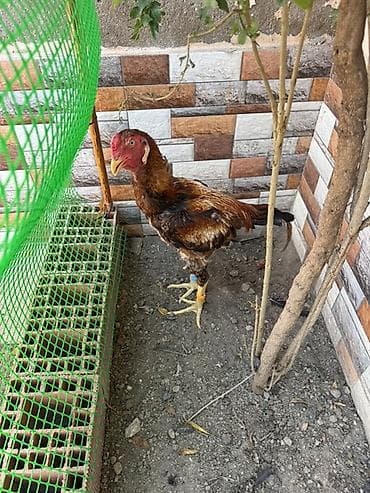 koko spaniel: Heyratı xoruz cavan heyvandır yeni yeni üz alır tam sağlamdır əlavə — 1